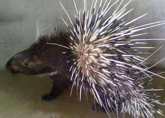 豪猪肠炎得了肠炎怎么办_豪猪养殖