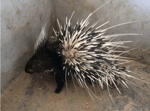 豪猪外伤的治疗方法_豪猪养殖