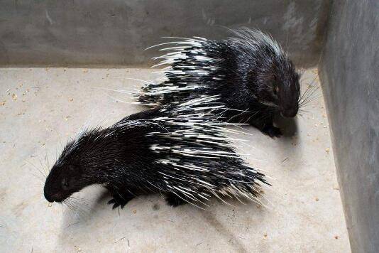 豪猪人工养殖的十大注意事项_豪猪养殖