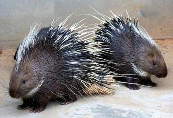 豪猪人工养殖有哪些注意事项_豪猪养殖