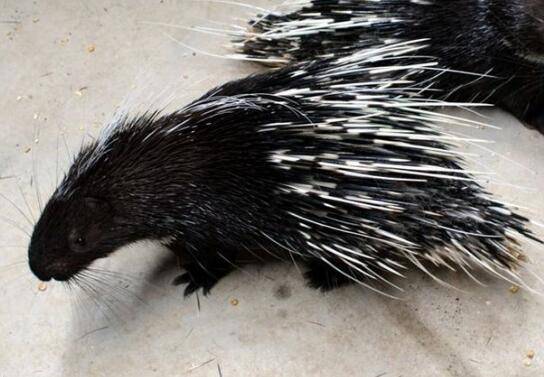 豪猪人工养殖的半散放饲养技术_豪猪养殖