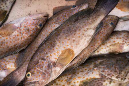 石斑鱼多少钱一斤_养殖问答