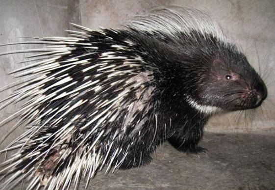 豪猪急性肺炎的防治办法_豪猪养殖