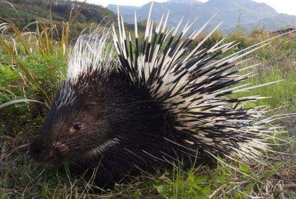 大蒜治豪猪白痢病有没有效果_豪猪养殖