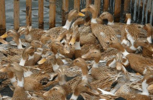 圈养蛋鸭的补钙要求_养鸭