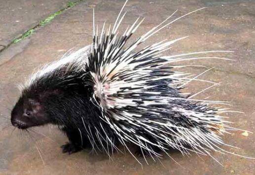 豪猪繁殖繁育应注意什么_豪猪养殖