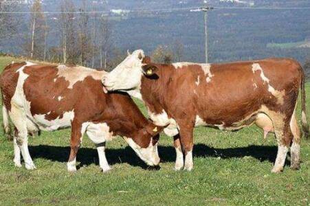 牛产后瘫痪是什么原因_养牛