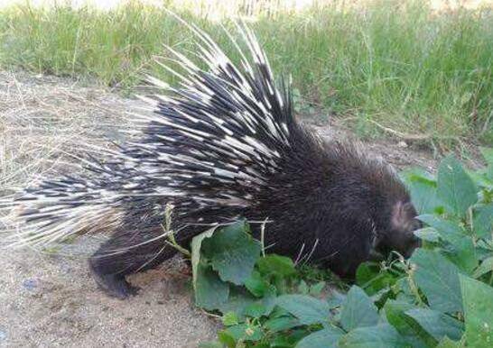 降低豪猪养殖成本的常用方法_豪猪养殖