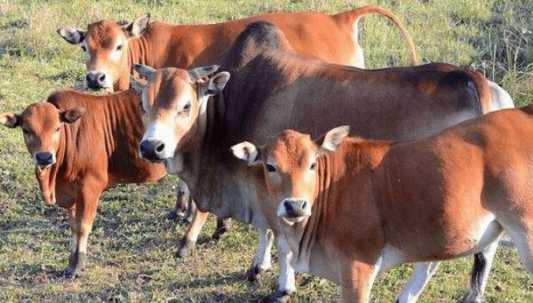 养牛小苏打粉一次用量多少_养殖问答