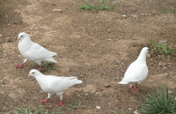 肉鸽饲料中加食盐的作用_养鸽