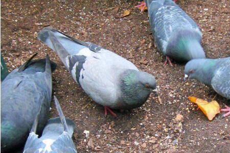 肉鸽的生长温度是多少_养鸽