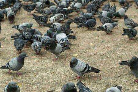 肉鸽能喂鸡饲料吗?_养鸽