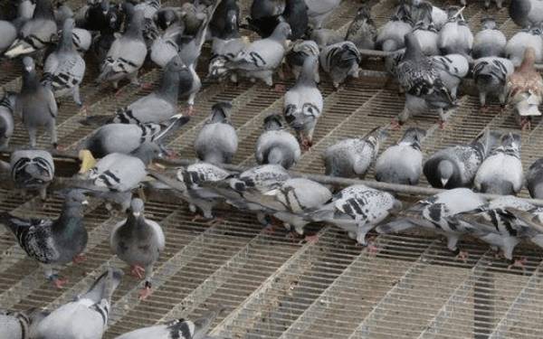 肉鸽得了禽霍乱怎么办?_养鸽