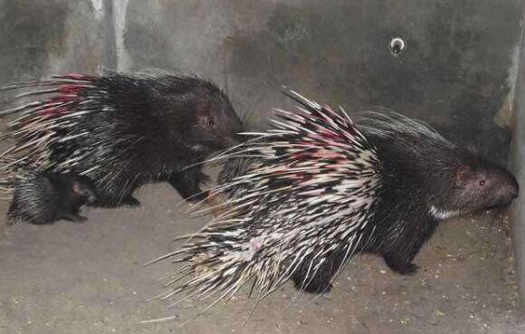 豪猪养殖场怎么用石灰消毒_豪猪养殖