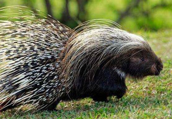 豪猪饲养场的卫生管理要求_豪猪养殖