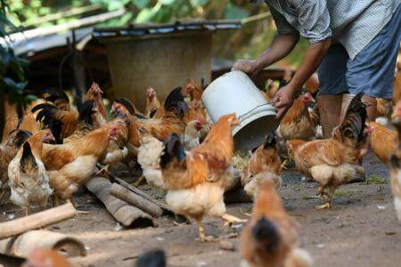 蛋鸡不同日龄的吃料计算公式_养鸡