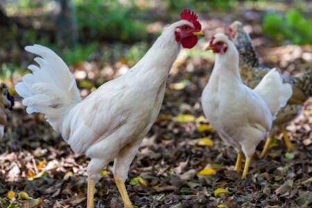 白羽肉鸡不肯吃料怎么办?_养鸡