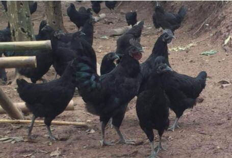 绿壳蛋鸡(五黑鸡)吃什么饲料_养鸡