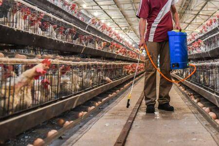 农村鸡舍怎么快速搭建_养鸡