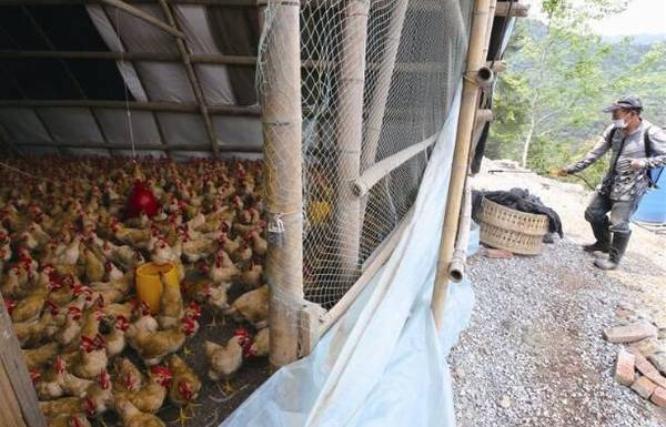 鸡舍带鸡消毒的正确方法_养鸡