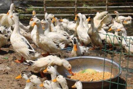 玉米喂鸭要泡吗?_养鸭