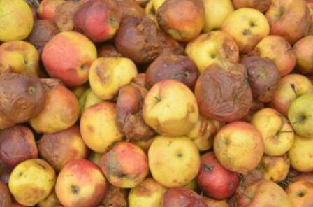 烂苹果怎么做肥料_瓜果种植