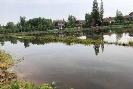 一亩小龙虾要喂多少饲料_养虾