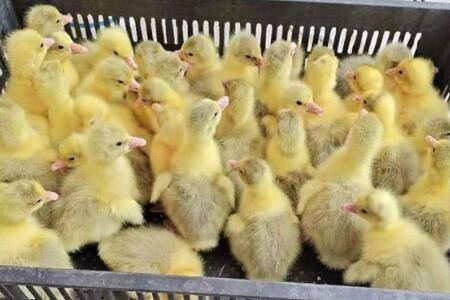 鹅孵蛋一般多少天_养鹅