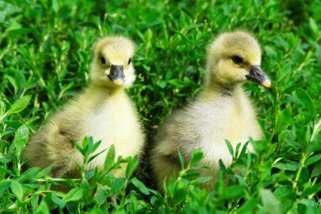 小鹅每日吃料量的计算方法_养鹅