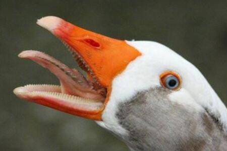 鹅吃不吃肉,鹅咬人痛不痛_养鹅