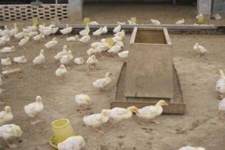 鹅啄破壳后能从孵化器拿出来?_养鹅