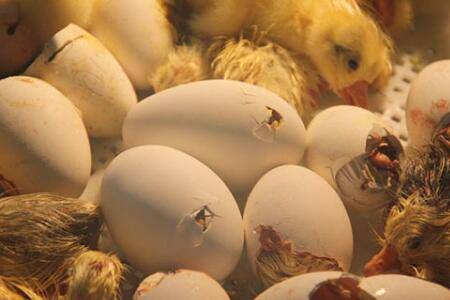 鹅啄破壳后能从孵化器拿出来?_养鹅