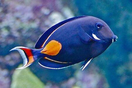 深海鱼类有哪些_养鱼