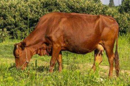 黄牛养殖有什么国家补偿标准_养牛