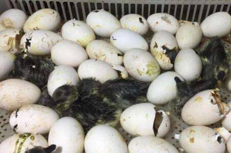 鹅啄破壳后能从孵化器拿出来?_养鹅