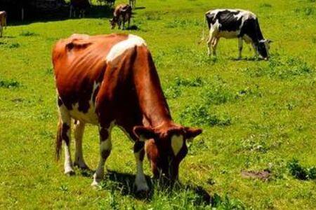 牛不仔细嚼草怎么办,牛不反刍什么原因_养殖问答