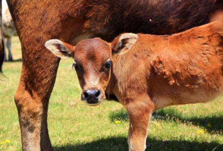 牛吃铁有什么症状_养牛