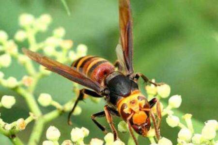 杀针蜂的特效农药有哪些_养殖问答