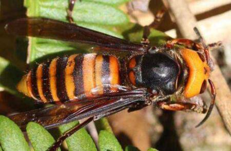 杀针蜂的特效农药有哪些_养殖问答