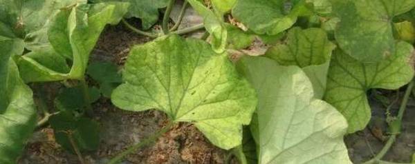 甜瓜缺镁的症状,甜瓜却镁的原因_种植问答