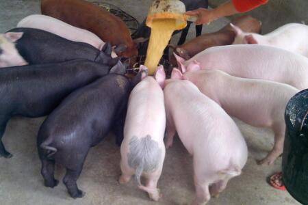 仔猪补铁过敏怎么处理_养猪