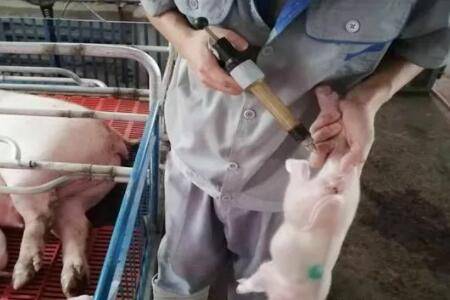 仔猪补铁针什么时间打_养猪