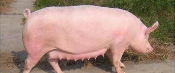怀孕母猪呕吐怎么办?_养殖问答