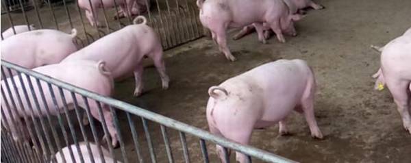 小猪到大猪要几个月_养殖问答