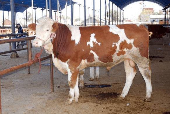 肉牛出虚汗怎么办,肉牛盗汗怎么治?_养殖问答