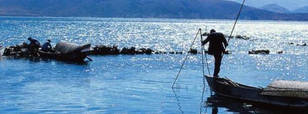 养虾氨氮值多少为正常?_养殖问答