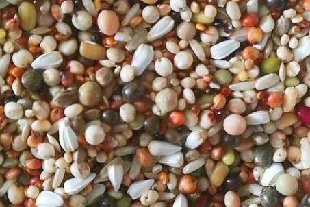 鸽子育雏时的最佳饲料_养鸽