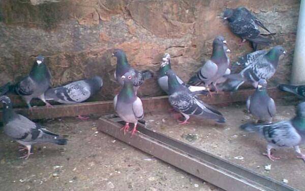 鸽子育雏时的最佳饲料_养鸽