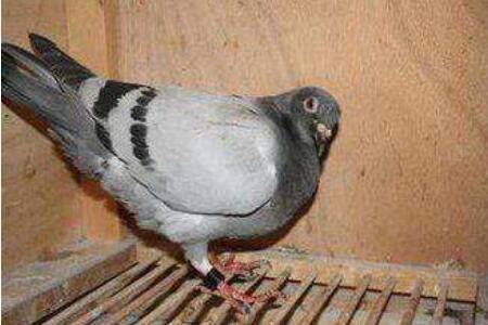 鸽子歪脖用什么治疗好_养鸽