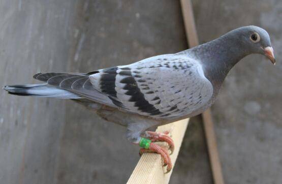 鸽子无精蛋增多什么原因,从9个方面找原因_养鸽